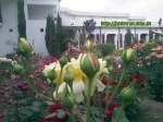Imrankhan flowers25